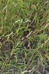 Bog smartweed